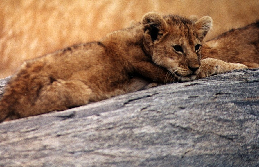 Beautiful Animals Safaris Lion Cubs and Young Male Lions in the wild