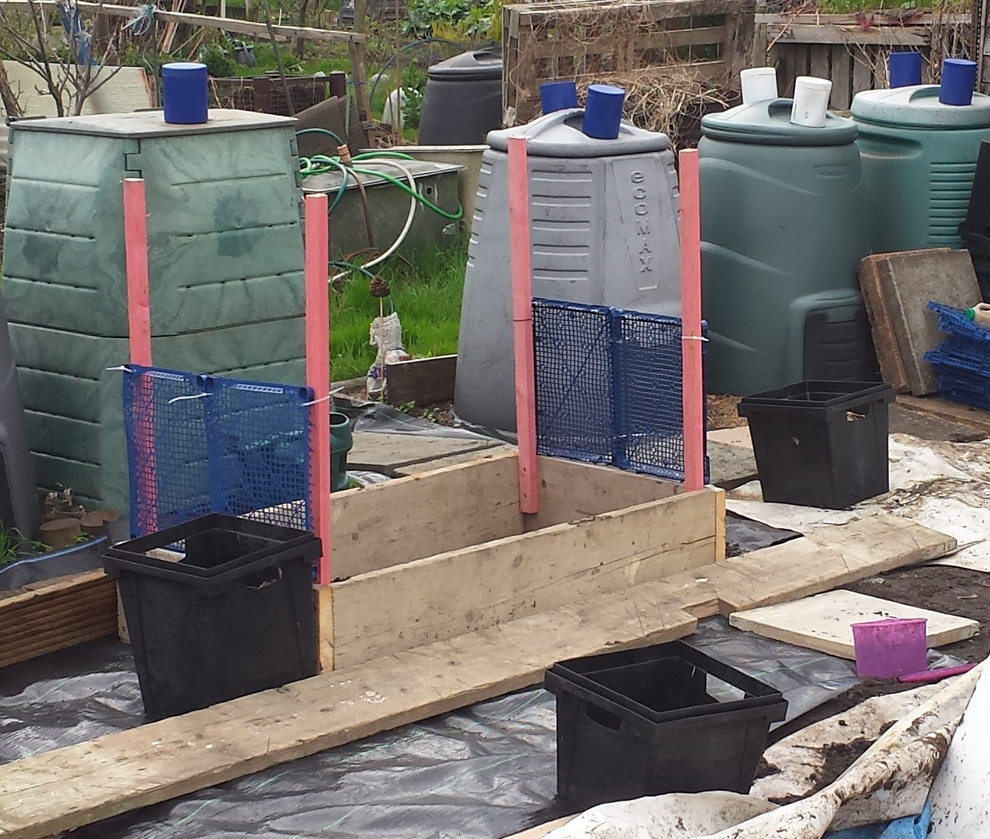 Alans Allotment Onions & Walking Tree Onion Beds