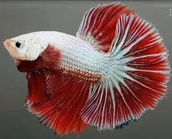61+ Gambar Ikan Cupang Red Dragon Gratis Terbaik