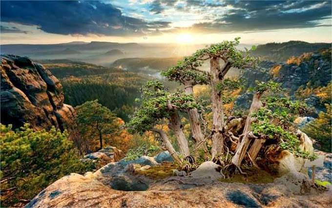 Kreasi Bonsai Penjing  Memerlukan Imajinasi 