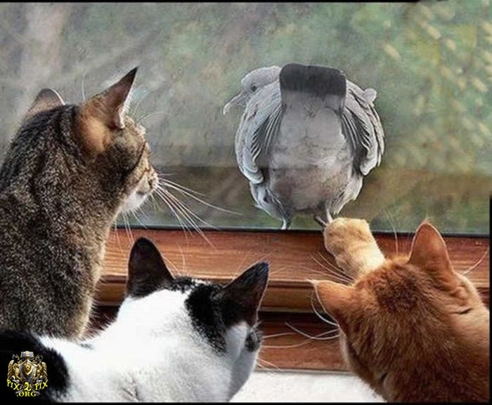 صور حيوانات مضحكة , صور مضحكة للحيوانات , اجمل صور حيوانات