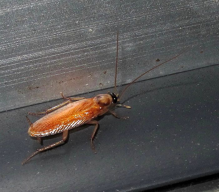 Esperance Fauna: Winged Cockroach - Balta sp.