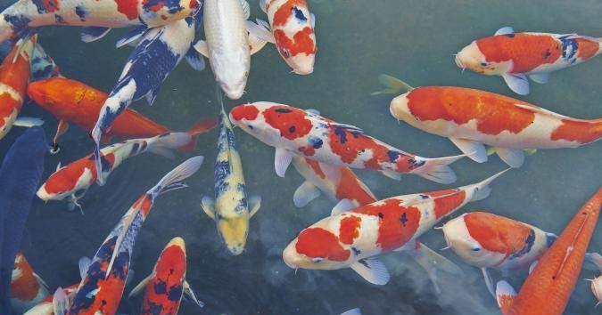 Why Is The Koi Fish Lucky? | The Pets Dialogue
