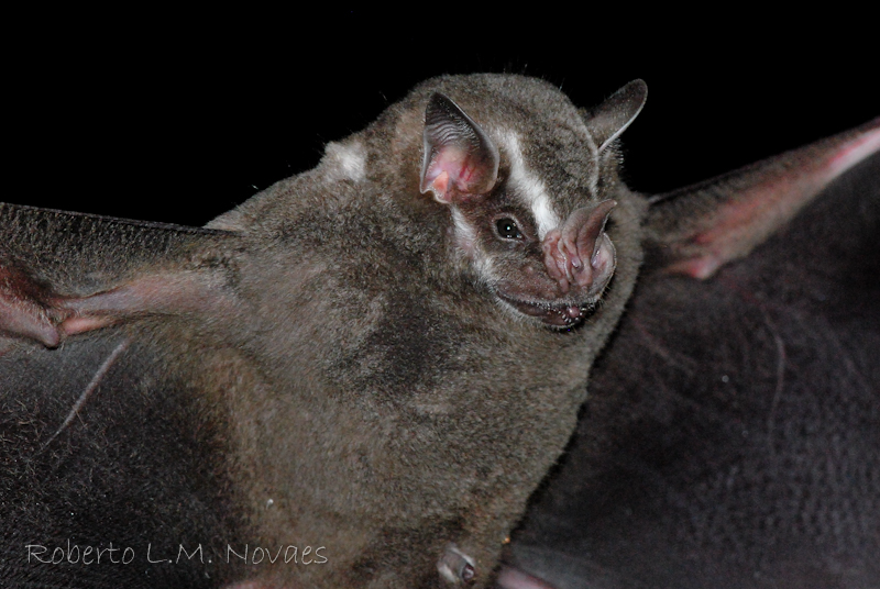 morcego da espécie Artibeus lituratus
