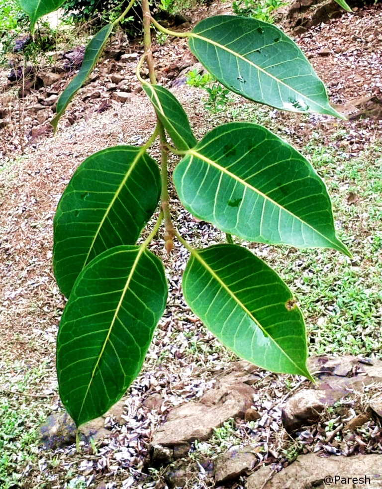 Gifting Trees... The White Fig