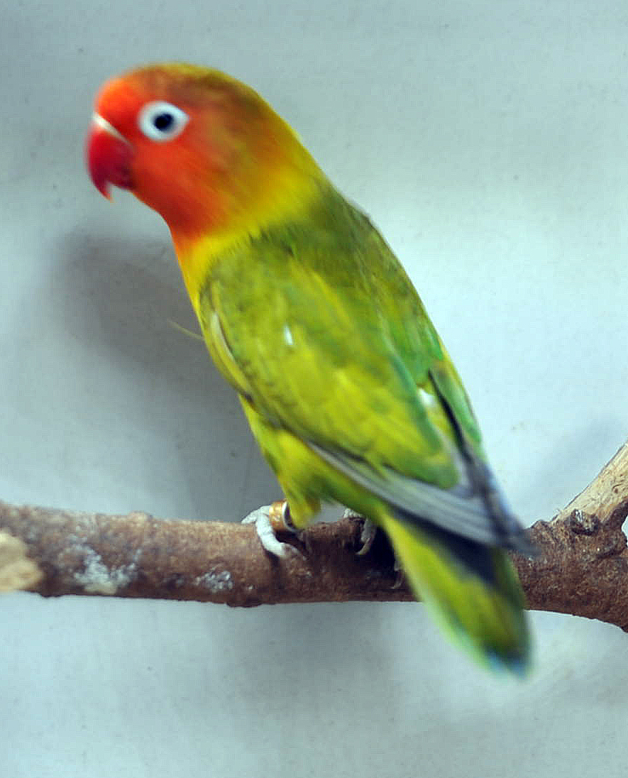 Philippine Lovebirds Eye Ring Fischers Philippine Lovebirds Eye Ring Fischers