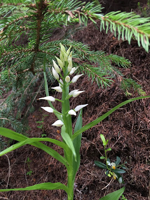 [Orchidaceae] Cephalanthera longifolia
