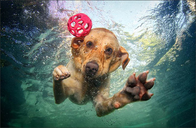 Notes from the Pack - a dog blog. Funny underwater dog photos by Little Friends Photo.