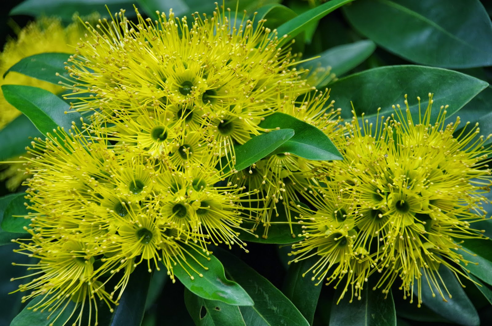 Trees and Plants Golden Penda