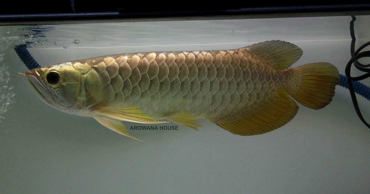 AROWANA HOUSE MALAYSIA GOLD CROSS BACK 24K jpg (1200x630)