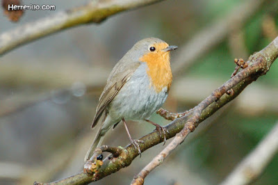 Pit-roig (Erithacus rubecula)