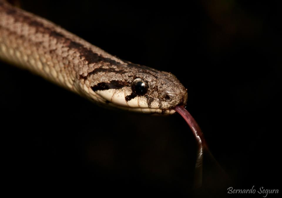 especies chilenas La culebra de cola corta (Tachymenis chilensis)