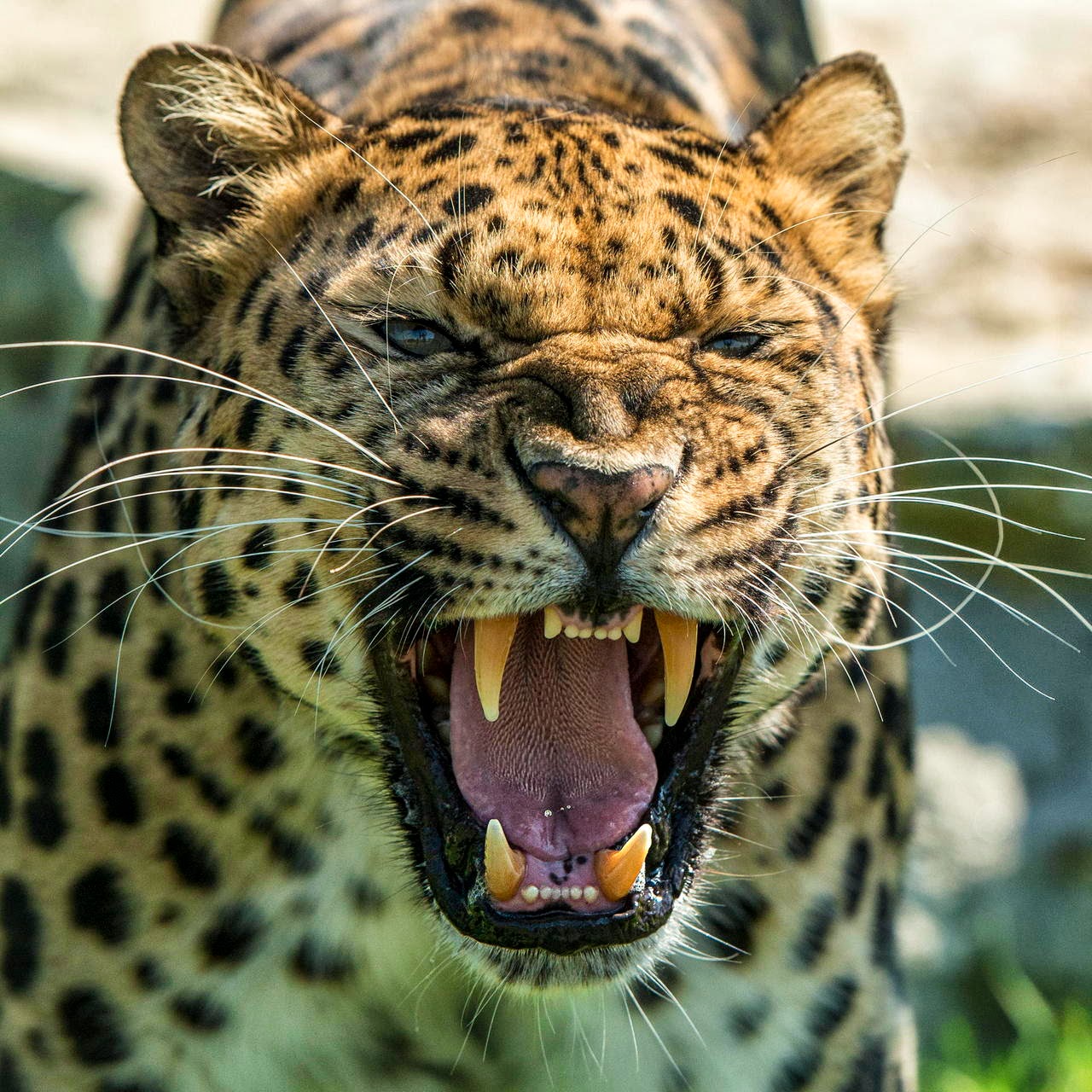 Wildlife Photos: Roar African Male Leopard (Panthera pardus)