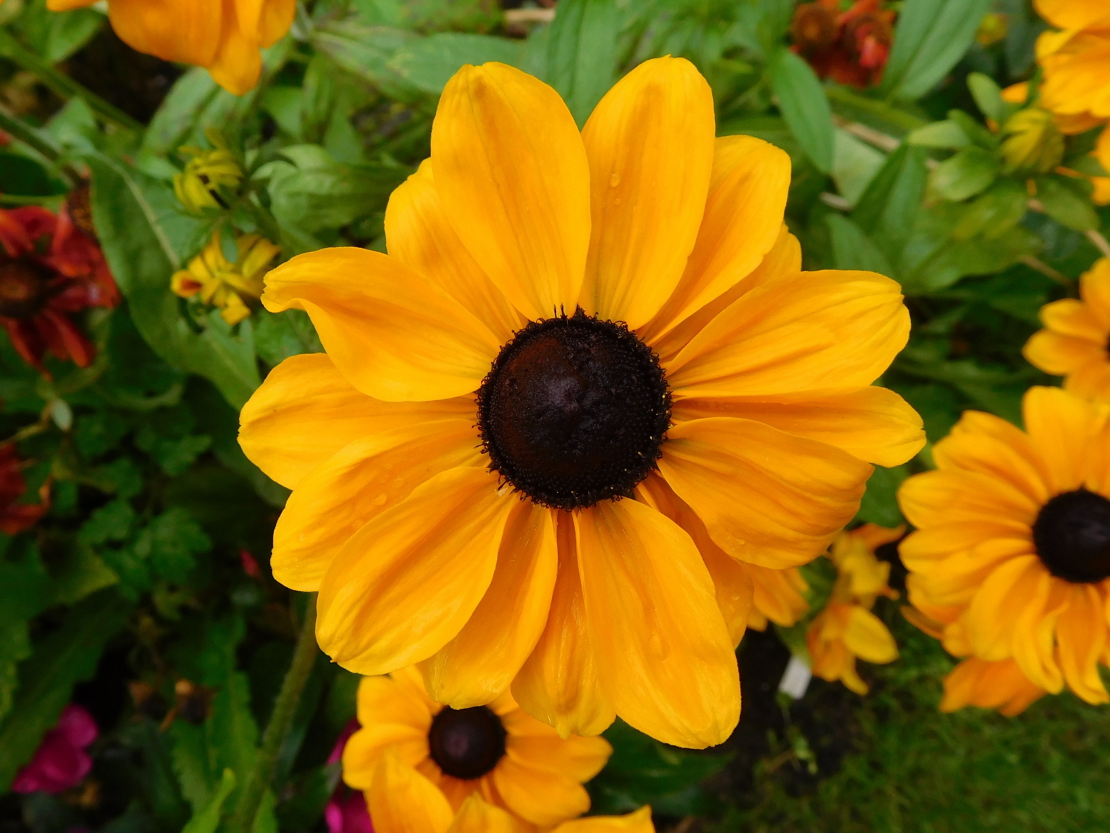 Galanthus Rudbeckia "Marmalade" from seed