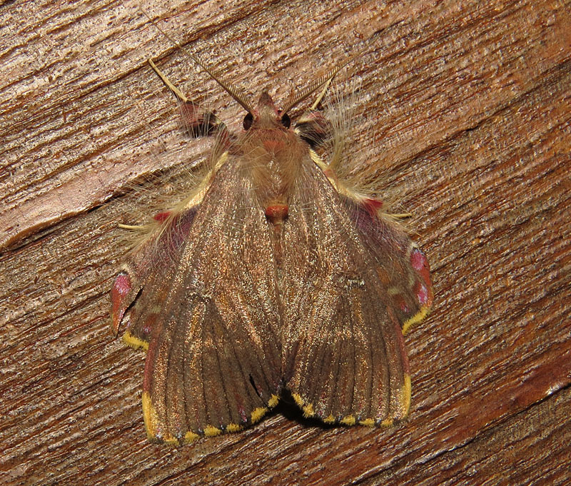 Birdernaturalist: Cristalino Day 5 – The Serra and Lots of Moths