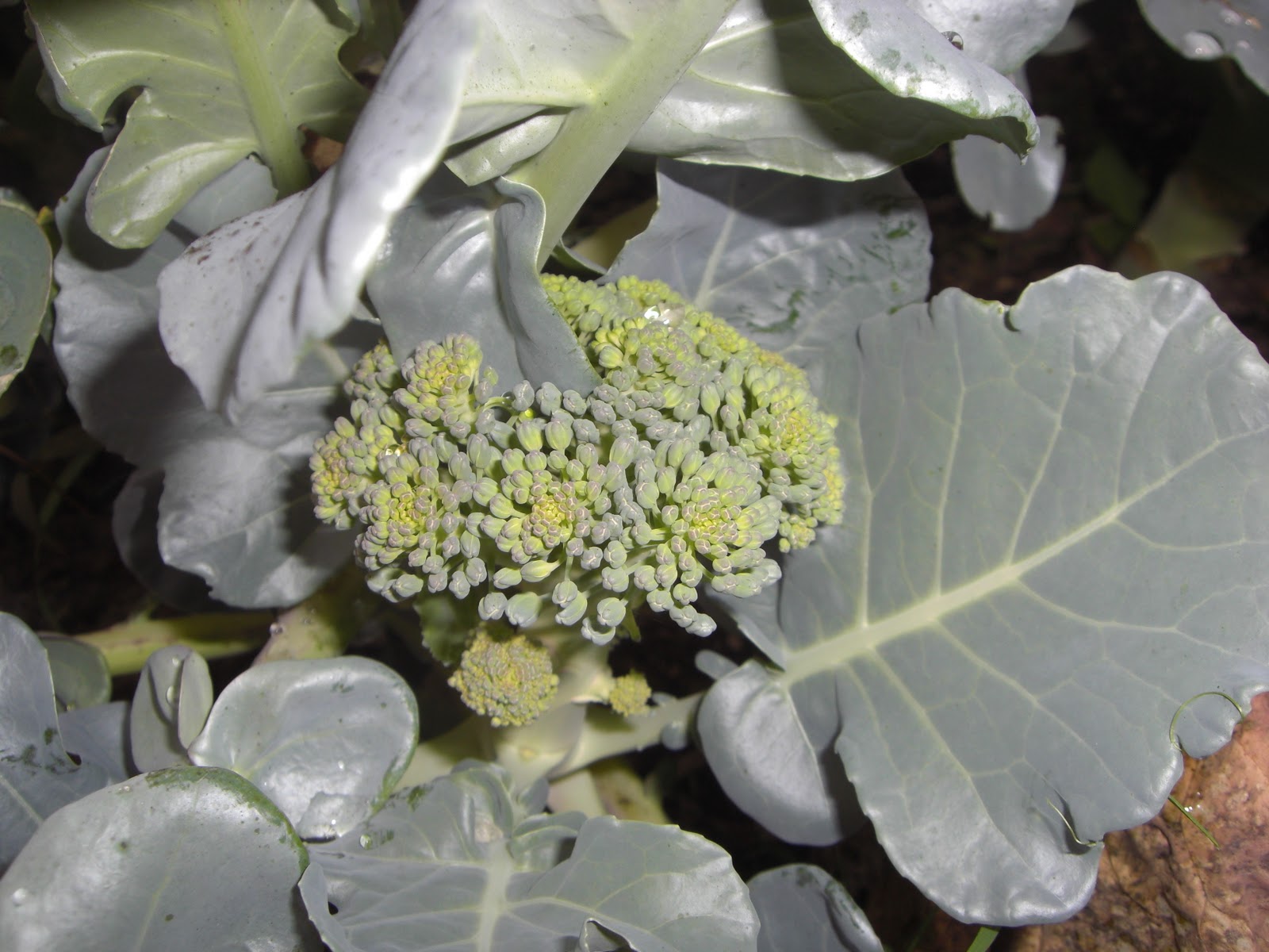 Gardening In South Florida The Last of the Broccoli