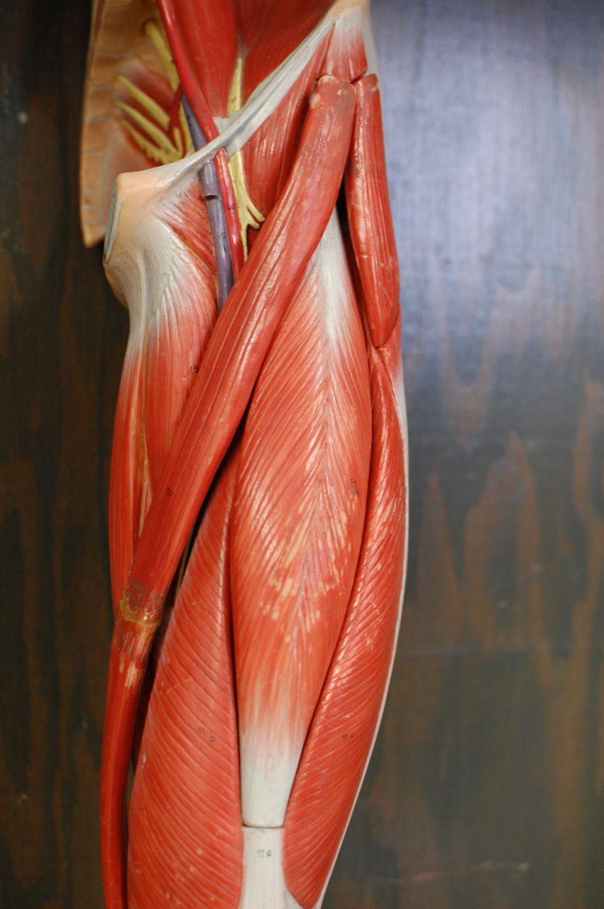Human Anatomy Lab: Muscles of the Leg
