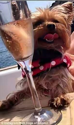 1a14 The rich dogs of Instagram live a life that will make the average human green with envy