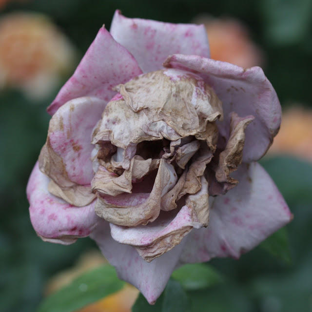 Vissen rose, som kranium/dødningehoved, ved Notre Dame