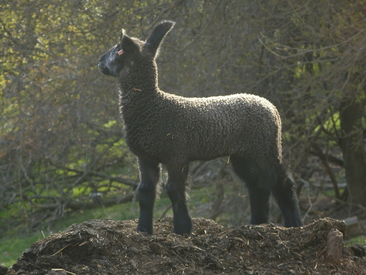 One Of Our 2012 Lambs
