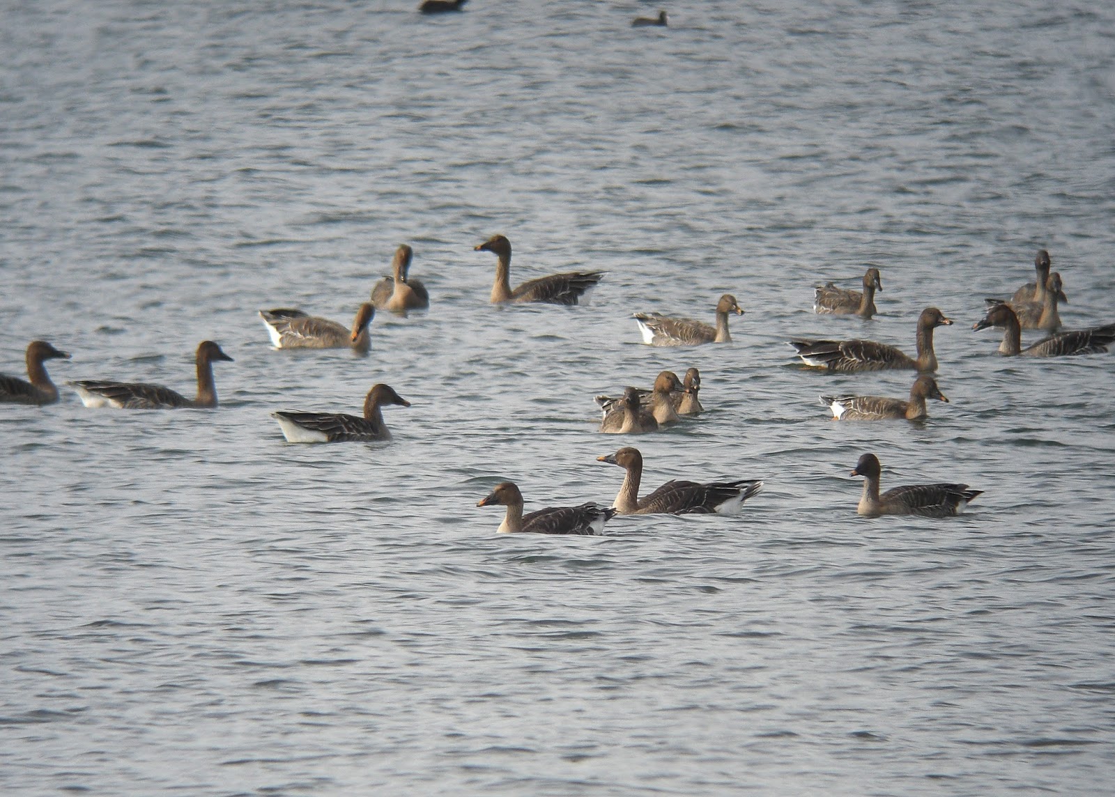 BIRDING Kyoto, Kansai and Japan Taiga (Middendorff's) Bean Goose on