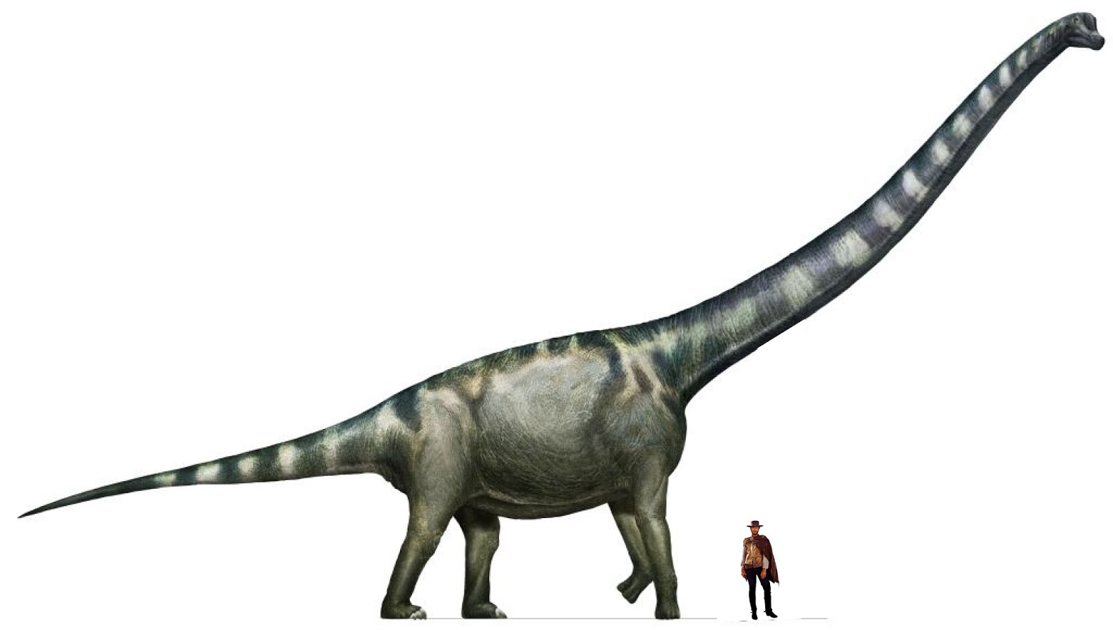 Sauropode Sauropode