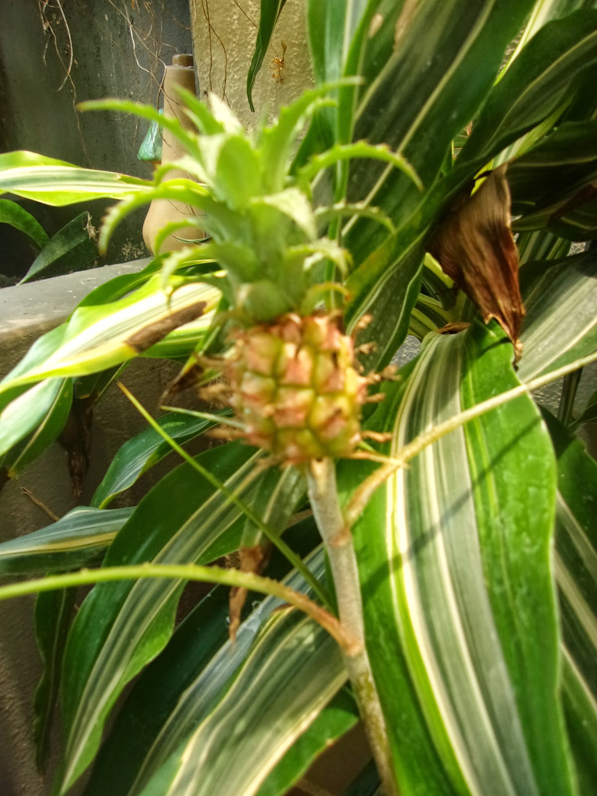 Mi patio y yo: Mis bromelias
