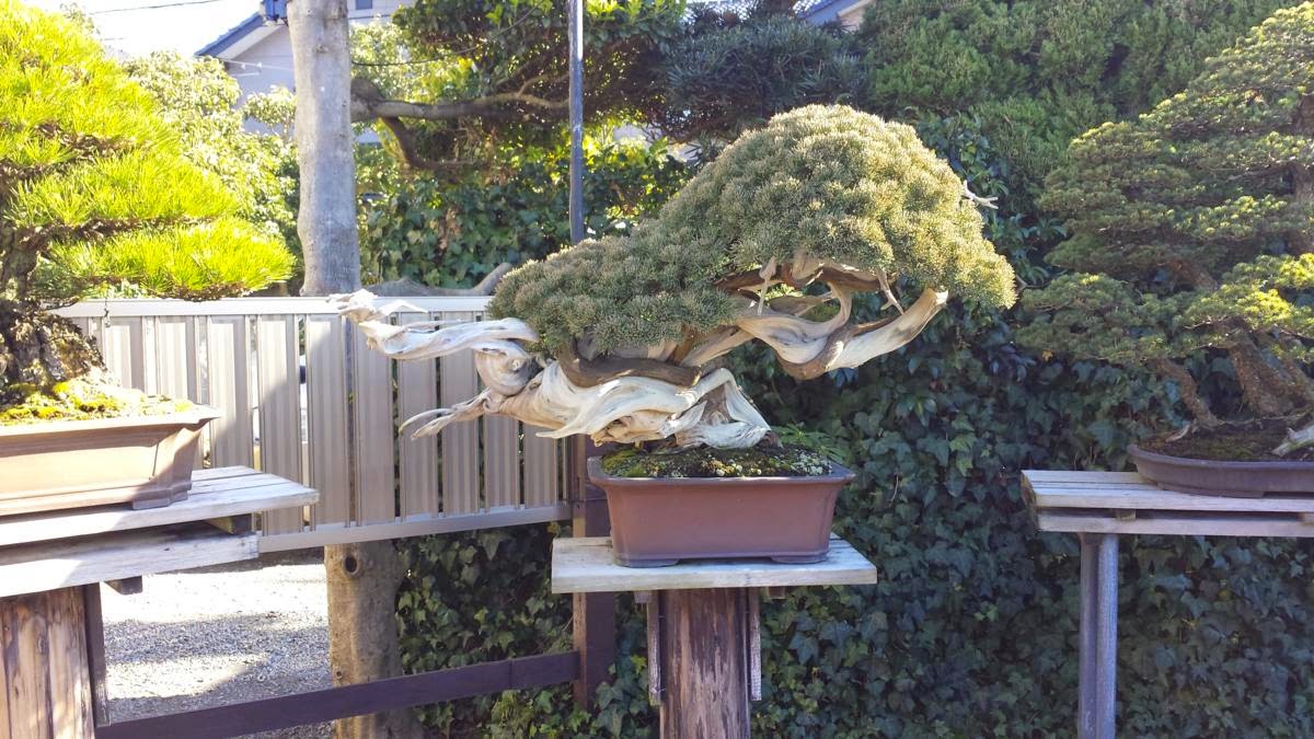 EL BLOG DE EGARBONSAI: abril 2015