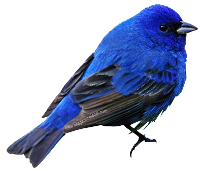 IMÁGENES CON FONDO TRANSPARENTE