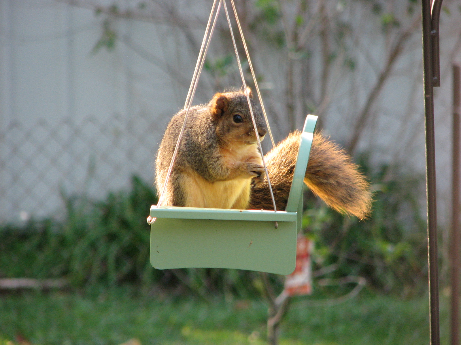 Sweet Home Indiana Meet Chunk!