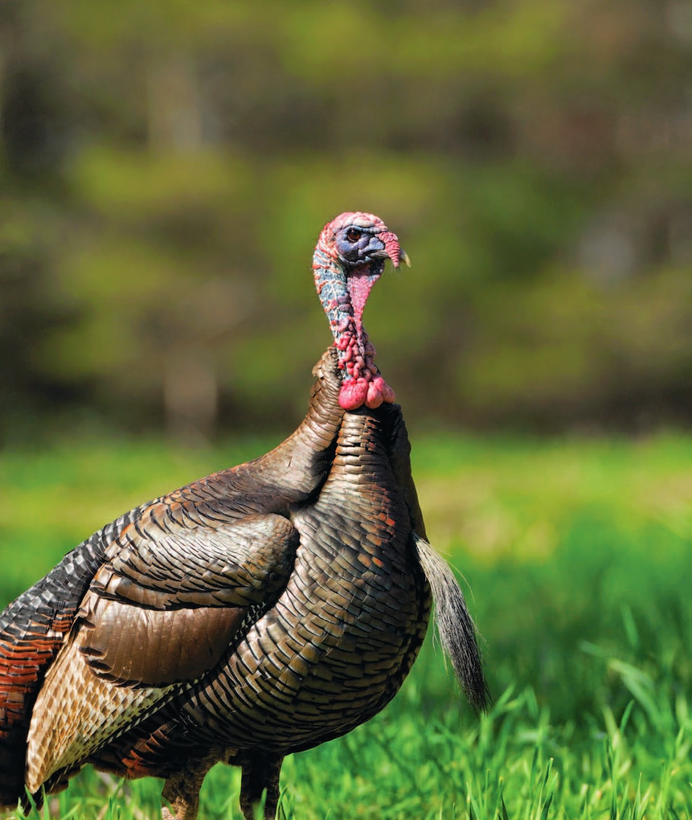 Whitetail Institute Spring Turkey Hunting with Food Plots and Kids
