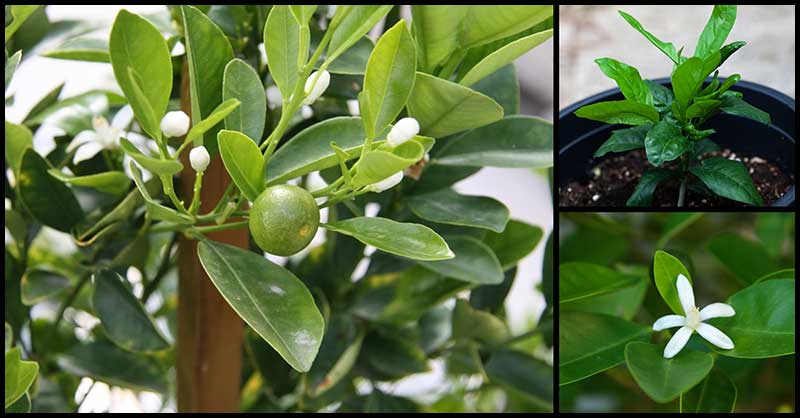 Health Benefits And Medicinal Uses Of Calamansi Leaves