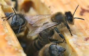 Kompetenz Zwischen Qualifikation Und Verantwortung 2007