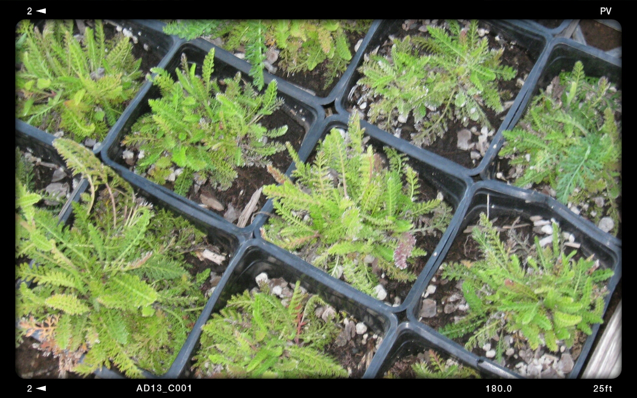 CROATIAN CENTER of RENEWABLE ENERGY SOURCES Yarrow / Stolisnik