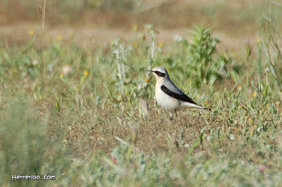 Còlit gris (Oenanthe oenanthe)