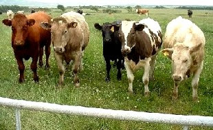 Vacas Foto de vacas en el campo