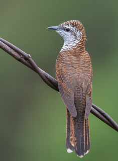 Wahyu Ridiansyah Mitos Burung Kedasih