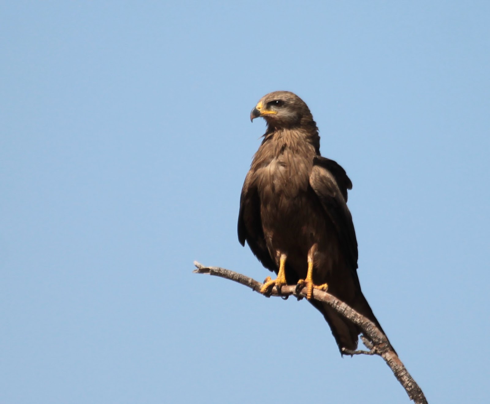 Richard Waring's Birds of Australia: Birds of Prey photos - Wedge ...