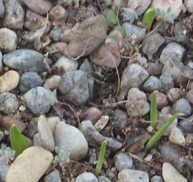 World of Irises Growing Irises from Seed