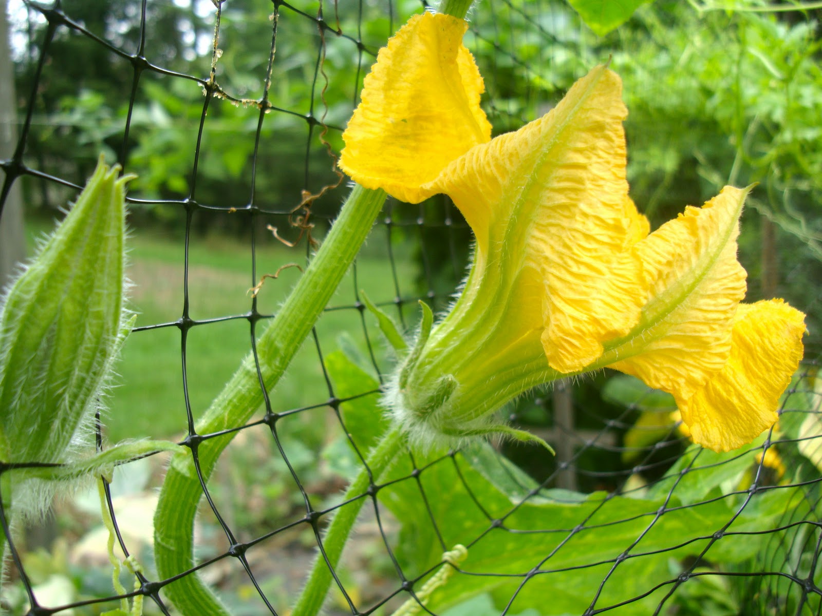 Taste of Nepal Garden Fresh Pumpkin Shoots (Pharsi ko Munta)