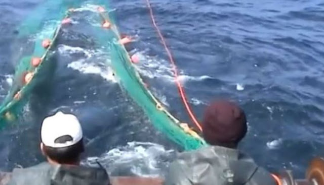 Πανικός στον Εβρο: Ψαράδες έπιασαν στα δίχτυα τους πιράνχας (ΒΙΝΤΕΟ)