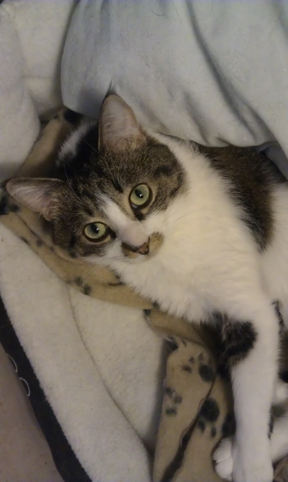Just Call Me Frank Our Endeavour At Being Frank Comfort In Animal