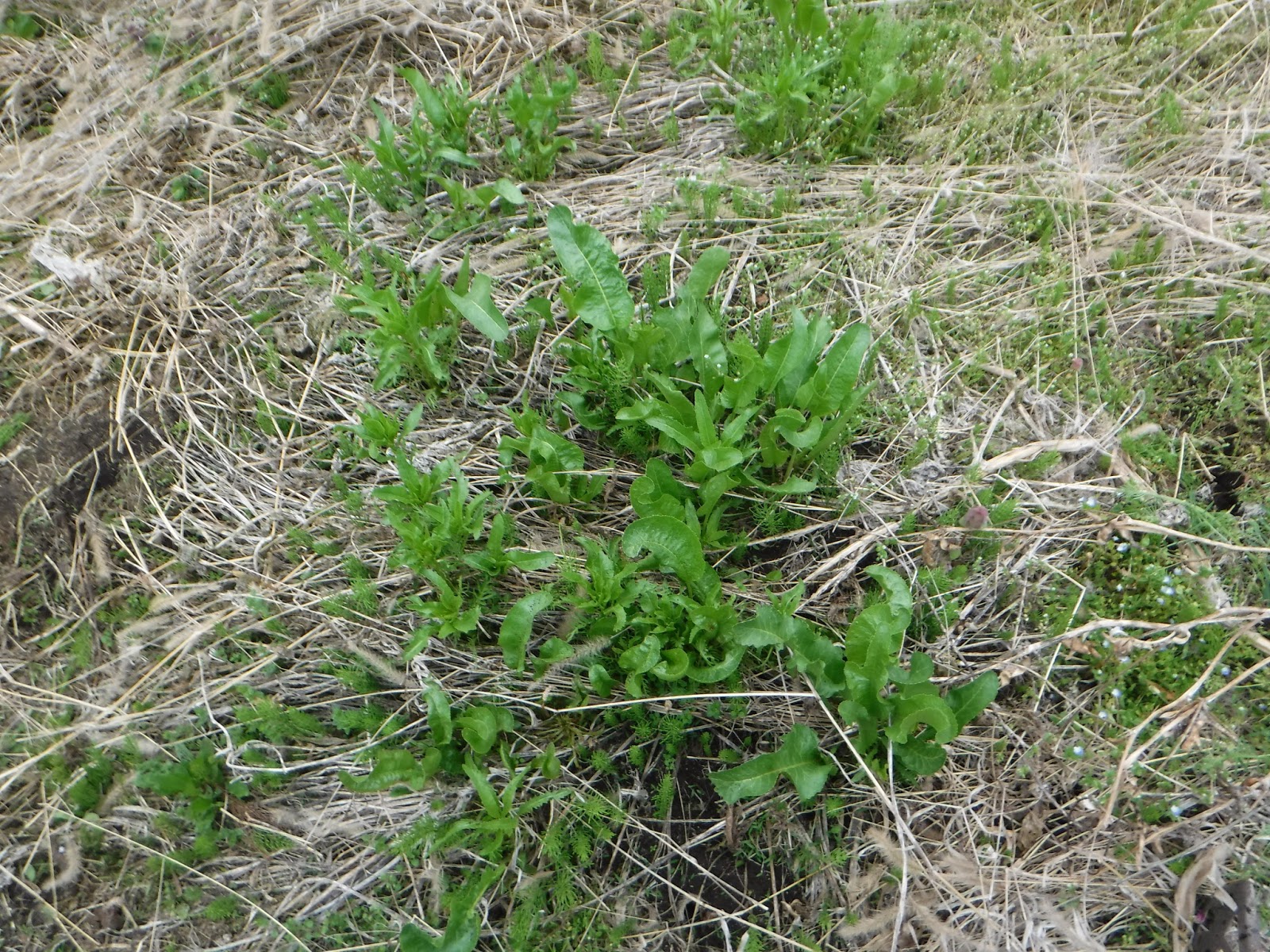 MTKFarmer24めときの農家にしのゆう 山わさび（エゾワサビ・アイヌワサビ）の収獲と植え付け