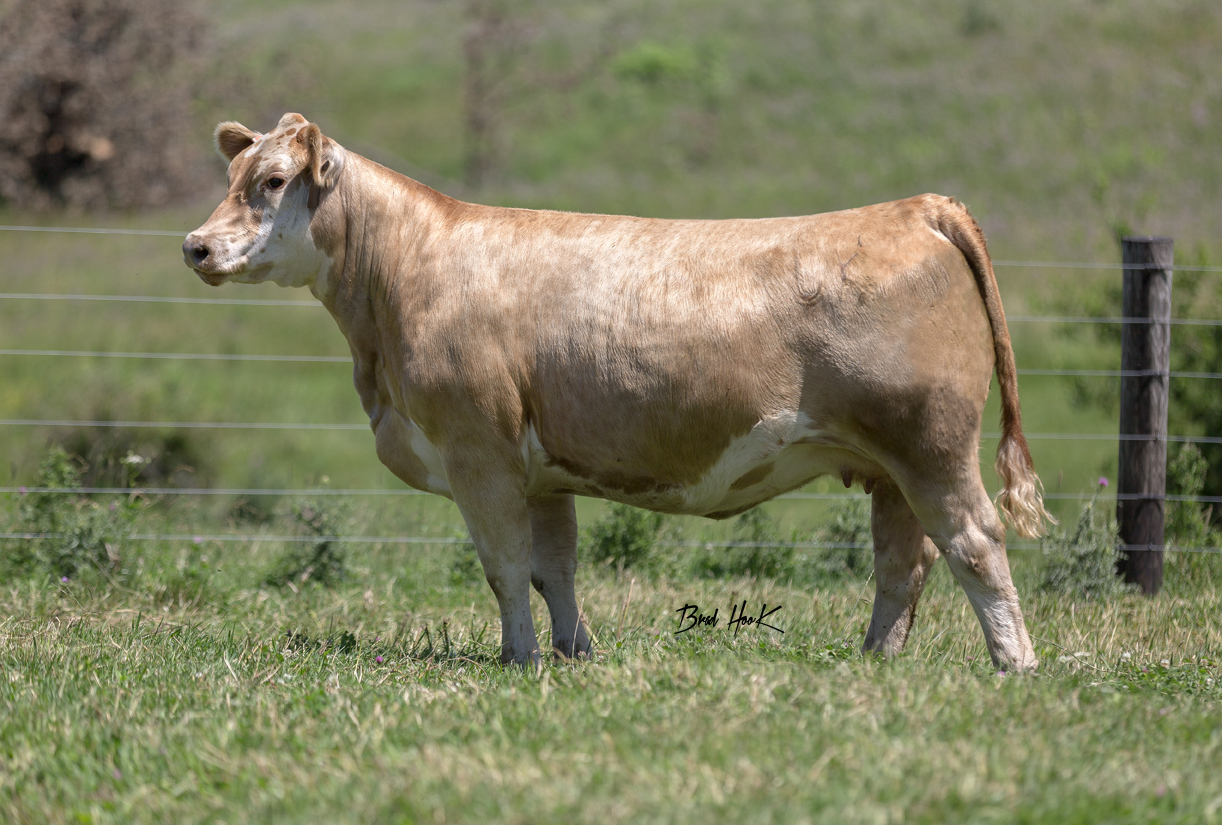 O'Leary Cattle Embryo and Semen Sale Tonight on Breeders' World