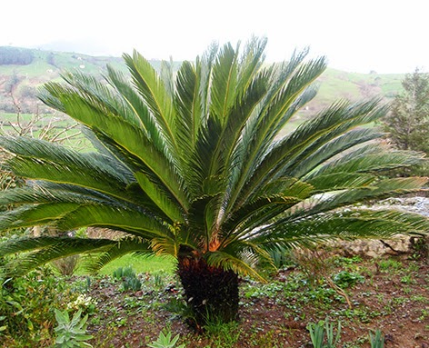 Cica (Cycas revoluta)