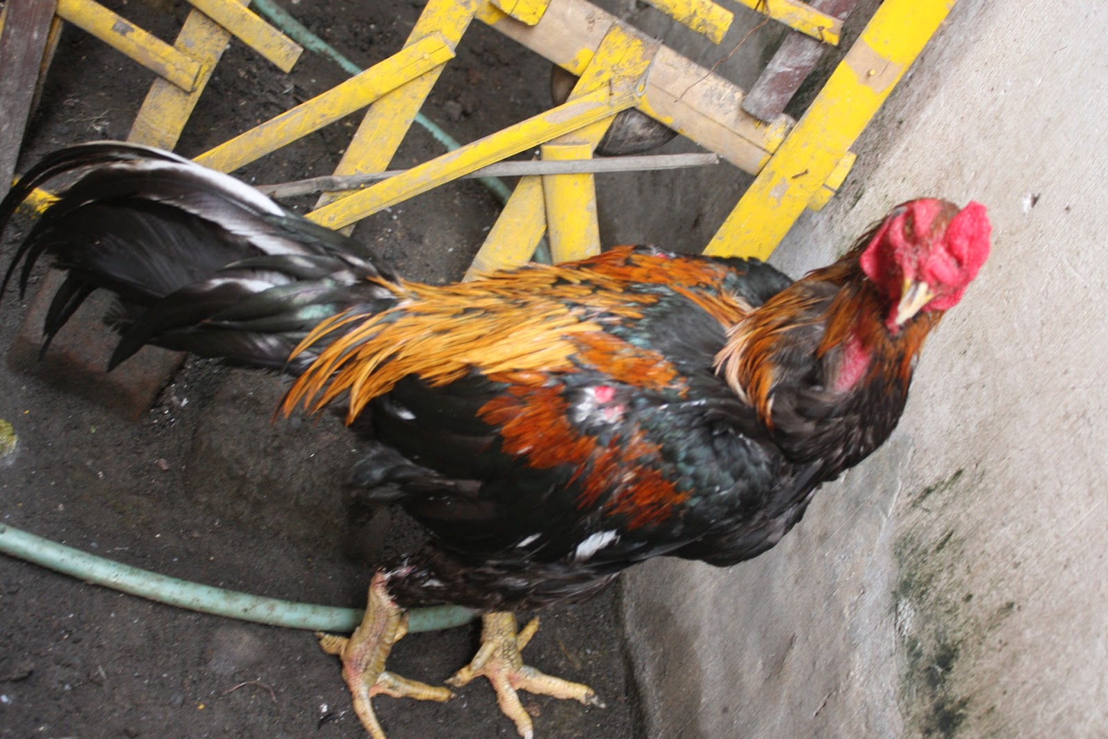  Ayam  Laga Ayam  Bangkok Aduan Jual Ayam  Pakan Obat obatan 