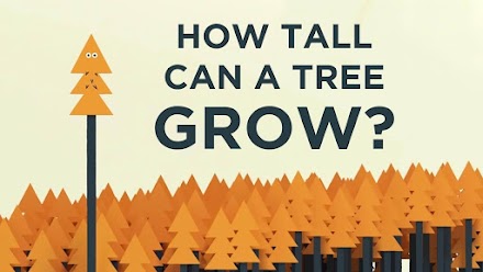 Wie hoch können Bäume wachsen und warum ist das limitiert? | Ein Video erklärt uns die Physik dahinter 