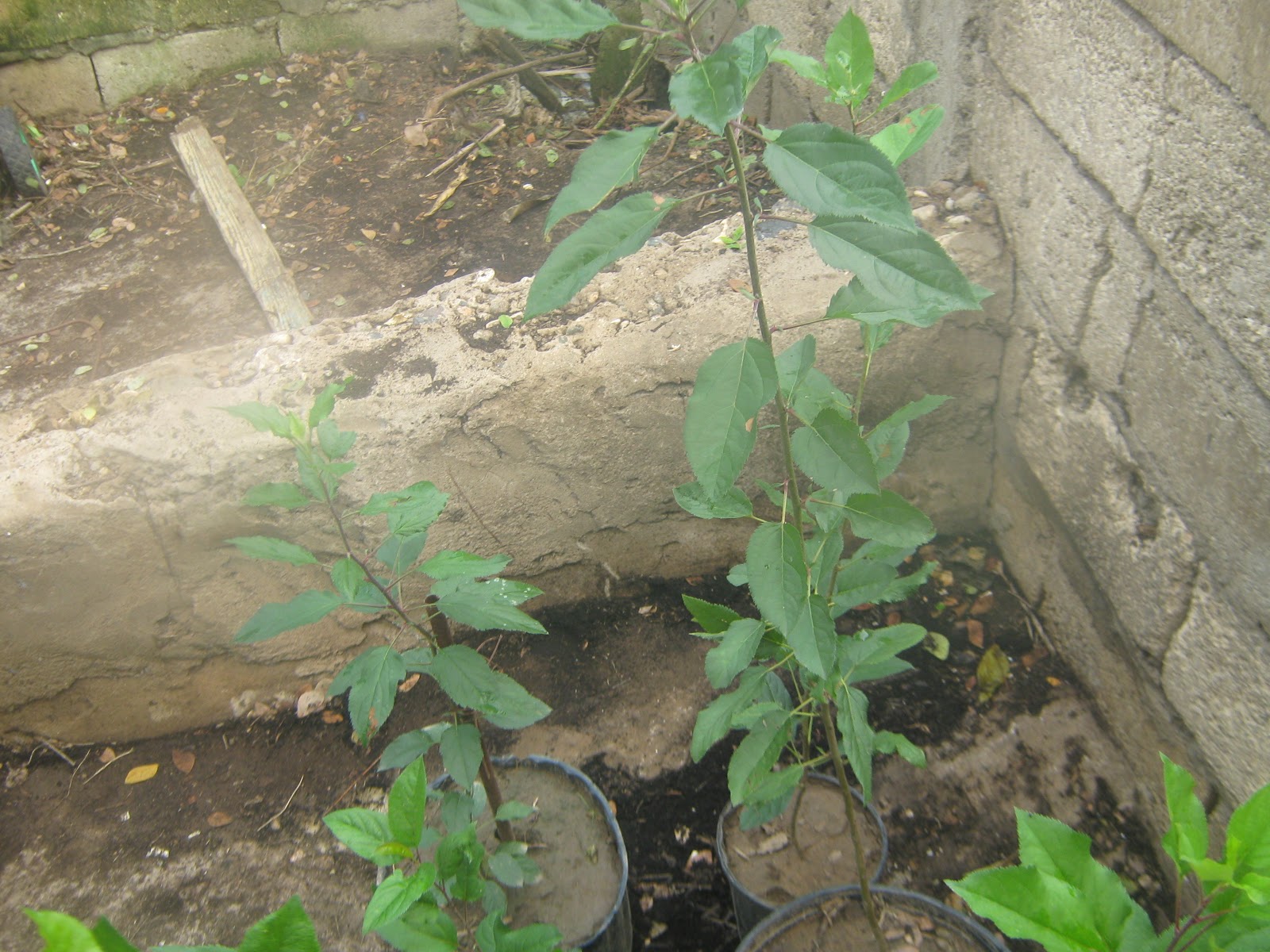 Growing apples in Jamaica