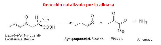 Física y química de un vistazo.: ¿Por qué nos hace llorar la cebolla?