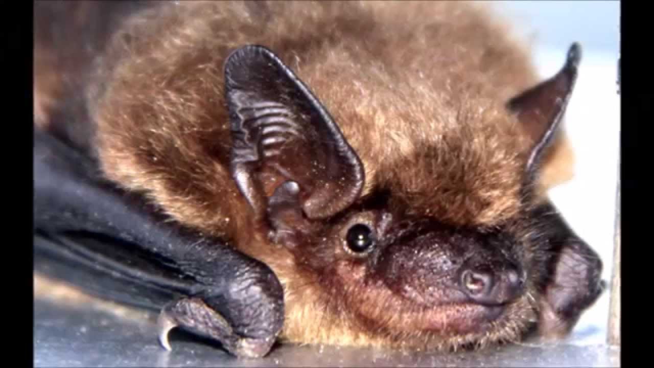 Bats in the Belfry in Phoenixville